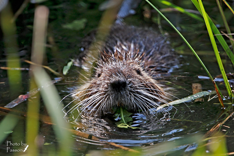 Baffoni! Primo piano di nutria!